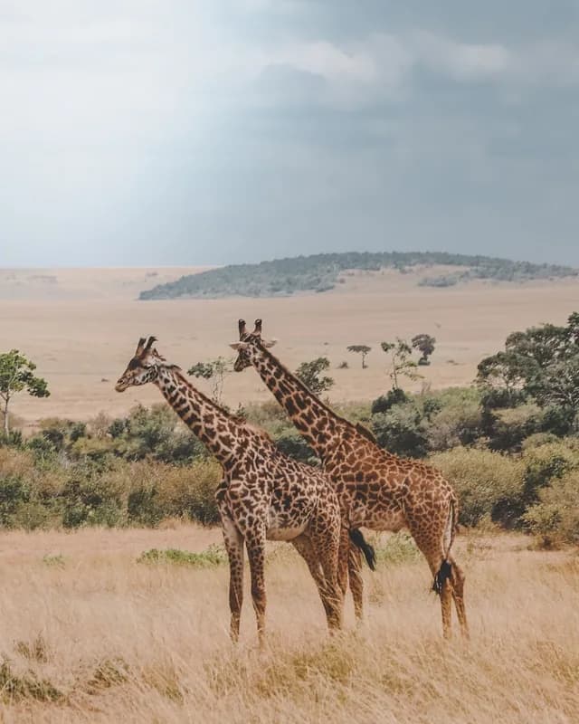 Safari en Kenia