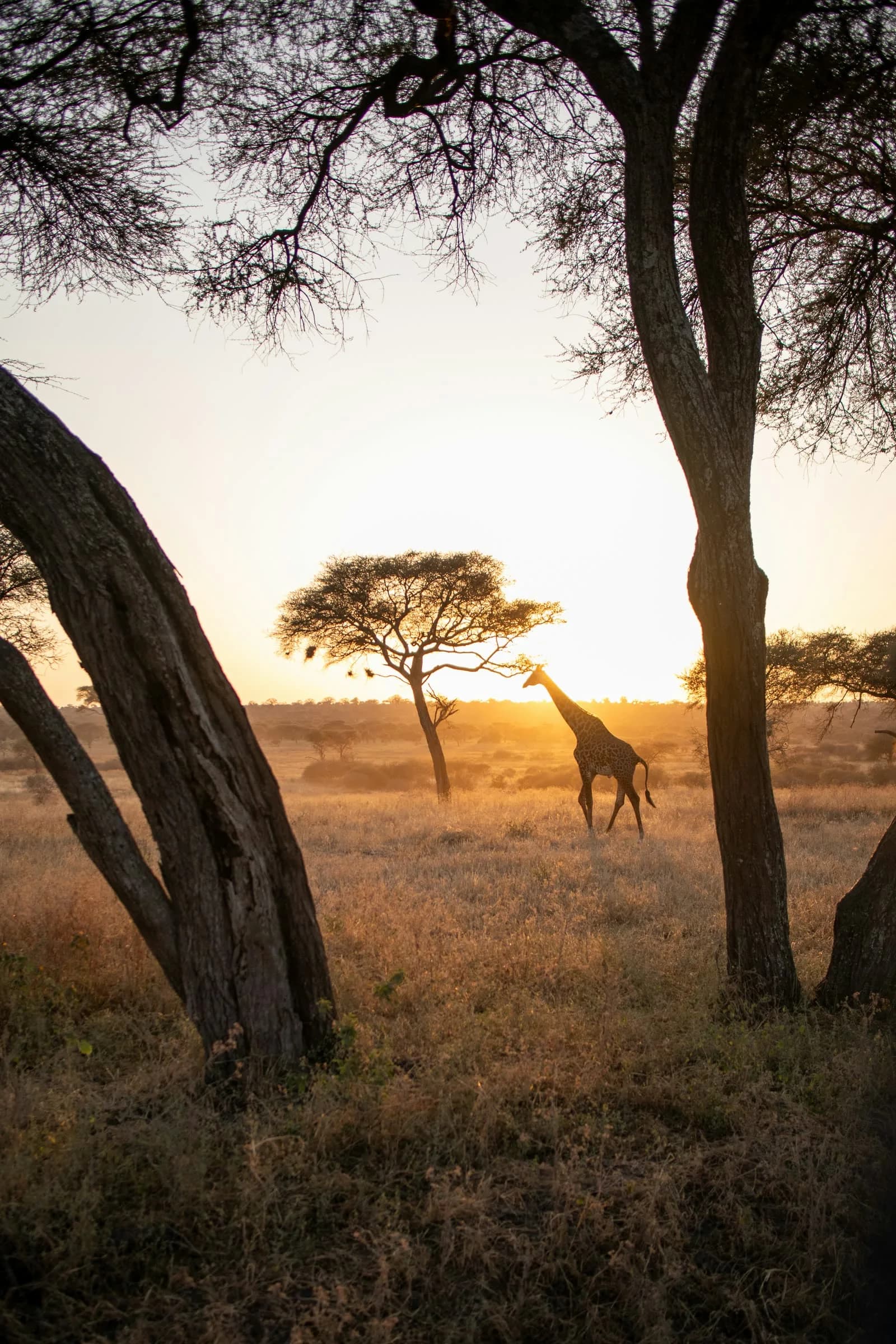 Escapada a Tanzania